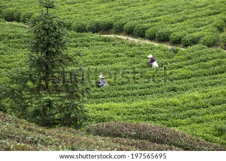 Tea picking