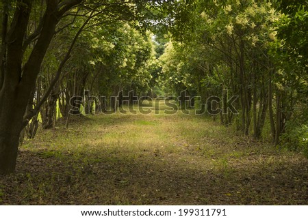 Secluded woods grass