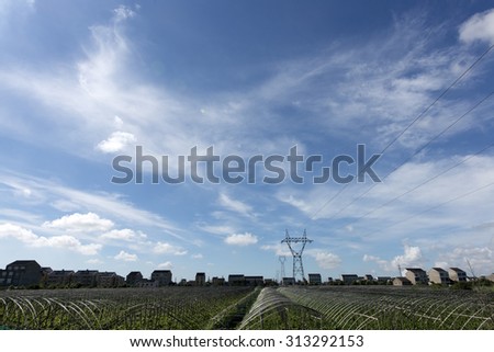 Rural electricity pylons