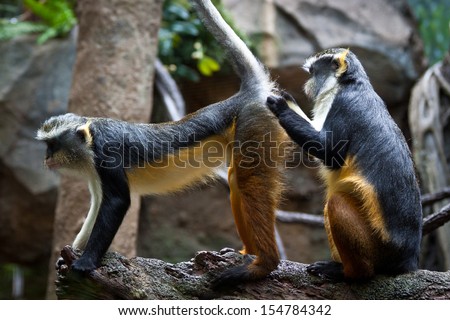 Funny monkeys grooming each other.