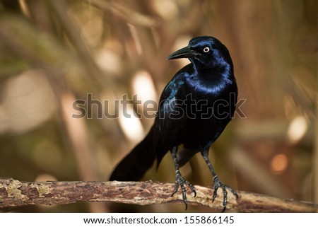 Melodious Blackbird perched on a branch in a Riviera Maya resort, Mexico