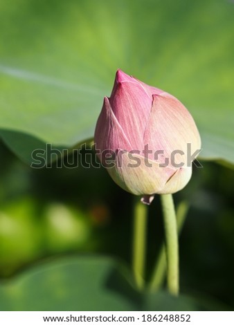 Lotus on green lotus leaf background.