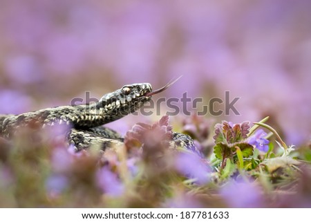 An Adder, showing tongue flick, pictured amongst wild flowers