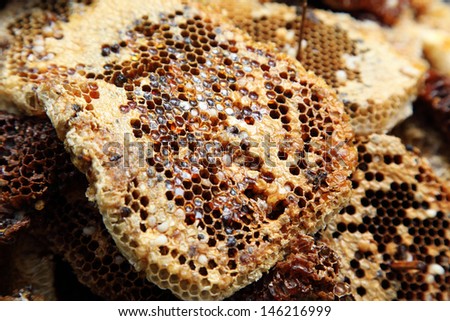 Bee honeycombs wax with honey. Wild Honey is the most useful and delicious natural product.