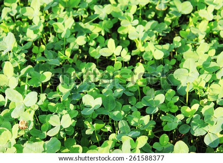 Clover background at sun light. Green clover leaves. St. Patrick's day.