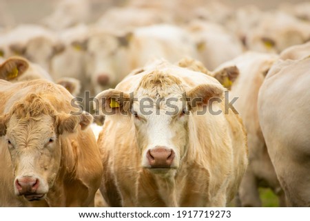 Image, Stock Photo Uckermark cows Field