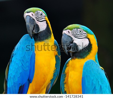 The beautiful birds Blue and Gold Macaw.