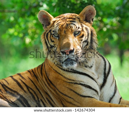 Portrait of a Royal Bengal tiger.