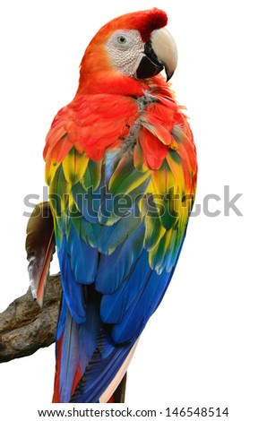 A beautiful bird Scarlet  Macaw isolate on white background.
