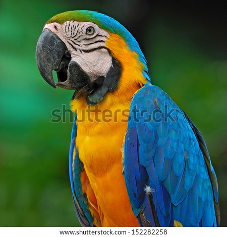 A beautiful bird Blue and Gold Macaw.