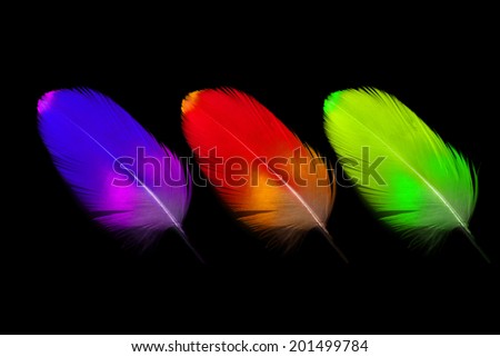 Colorful Macaw feather isolated on black background.