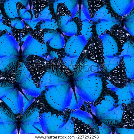 Butterfly, beautiful abstract pattern background texture made from compilation of Blue butterfly.