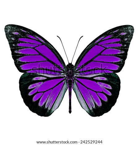 Purple Butterfly Upper Wing Profile Isolated On White Background. Stock ...