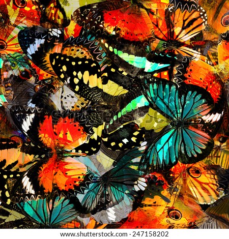 Butterfly pattern,Beautiful abstract background texture made from  Colorful butterfly upper wing profile