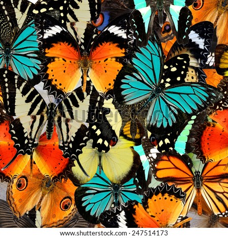 Butterfly pattern,Beautiful abstract background texture made from  Colorful butterfly upper wing profile