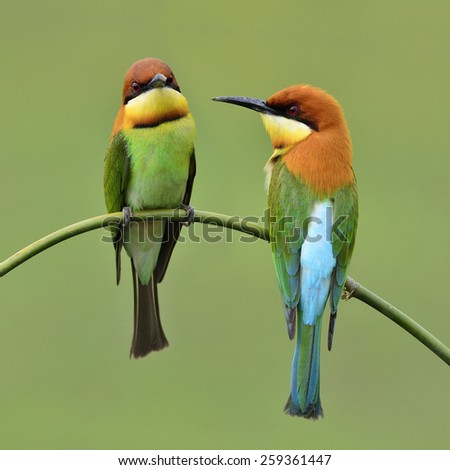 Beautiful birds Chestnut headed Bee eater perched on branch.(Merops ...