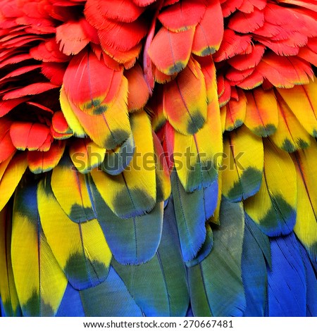 Bird  feathers, Scarlet Macaw feathers.