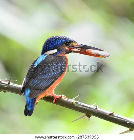 Beautiful bird, female Blue-eared Kingfisher on feeding time.(Alcedo meninting)
