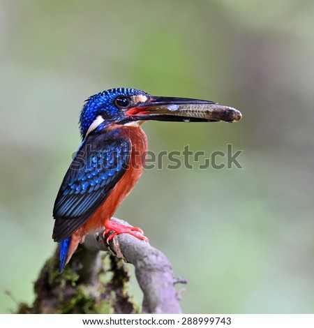 Beautiful bird, male Blue-eared Kingfisher on feeding time.(Alcedo meninting)