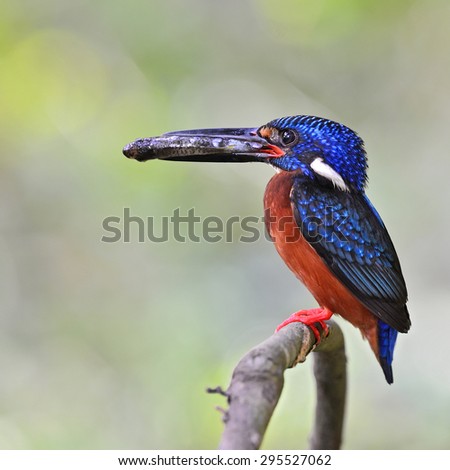 Beautiful bird, male Blue eared Kingfisher on feeding time.(Alcedo meninting)
