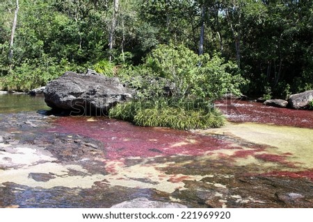 CANIO CRISTALES, COLOMBIA - NOVEMBER 6, 2012: Mountain river Canio Cristales one of  most beautiful rivers of the world. The territory of the river has status of Natural heritage of humanity bu UNESCO