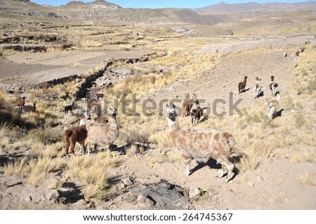 ALTIPLANO, BOLIVIA - SEPTEMBER 8, 2010: Altiplano is a vast plateau in the Andes mountains. Is the Western lower part of the interior plateau of the Central Andes.In his living spaces Lama.