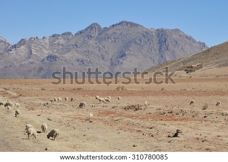 ALTIPLANO, BOLIVIA - SEPTEMBER 7, 2010: Sheep farming in the vastness of the Altiplano. Altiplano is a vast plateau in the Andes mountains.