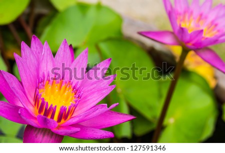 Twin lotus flower are in a pond