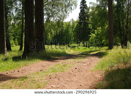 Summer road in coniferous forest, summer day