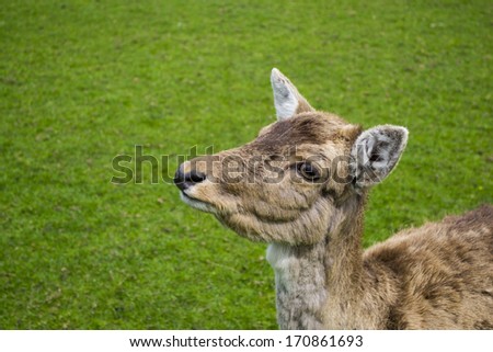 A cute young deer looking up on a bright spring day against a fresh green background.