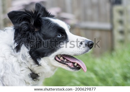 Wise looking Border Collie dog with wall eye
