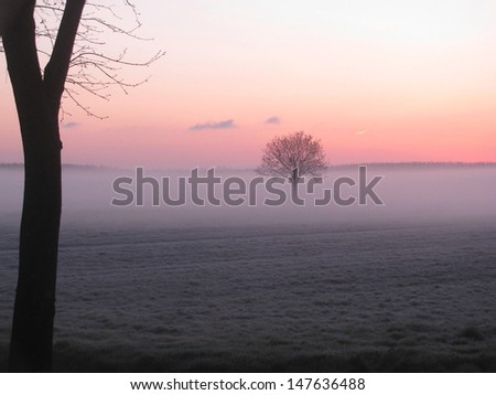 Lone tree in a misty field during sunrise