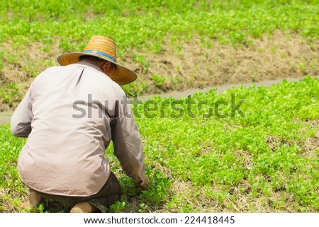 Farmer people planting in the urban farming field
