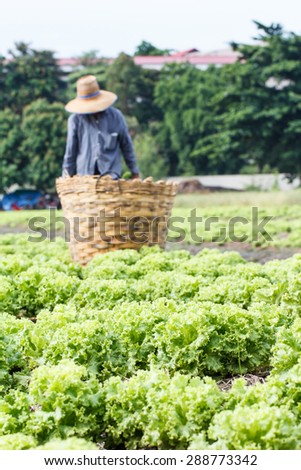 Lettuce plants field with rural farmer background