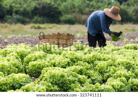 Vegetables field with rural farmer working background