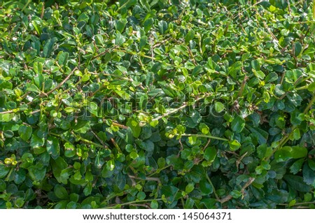 Little tree leaves. Leaves or tree persimmon texture