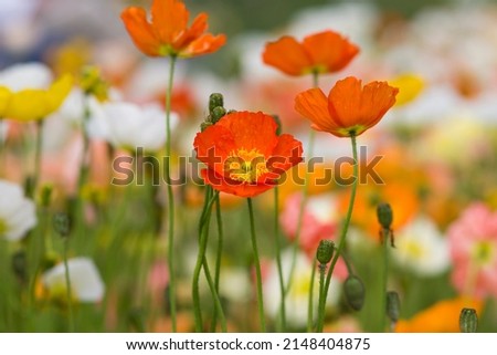 Similar – Image, Stock Photo Papaver nudicaule, Iceland poppy, opening bud and flowers