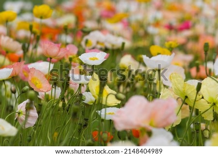 Similar – Image, Stock Photo Papaver nudicaule, Iceland poppy, opening bud and flowers