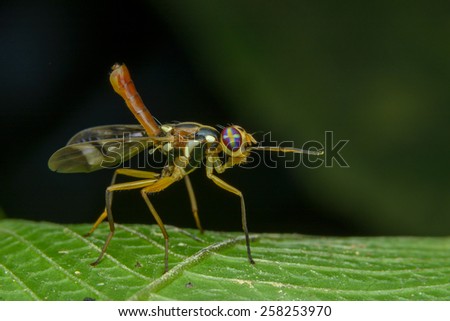 Bactrocera Papaya Fruit Fly