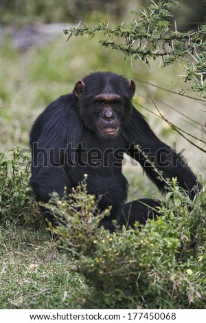 Chimpanzee, Pan troglodytes, (Captive) Sweetwater Chimpanzee Sanctuary, Kenya,