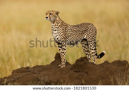Cheetah in Serengeti National Park, Tanzania. Foto d'archivio © 