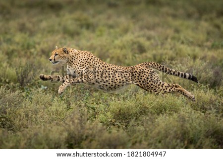 Tanzania, Ngorongoro Conservation Area, Adult Cheetah (Acinonyx jubatas) begins running while chasing down Wildebeest calf on Ndutu Plains