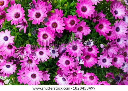 Similar – Image, Stock Photo Osteospermum from Sicily, which escaped cultivation