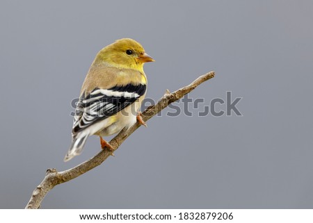 Similar – Image, Stock Photo Goldfinch in winter