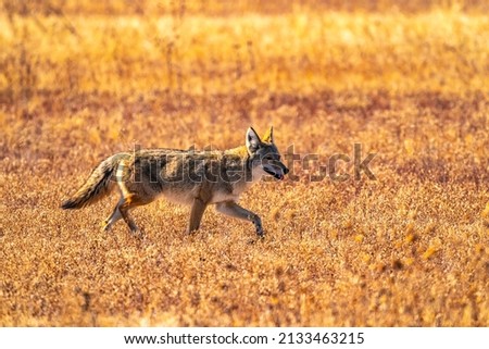 USA, New Mexico, Bosque Del Apache National Wildlife Refuge. Close-up of walking coyote. Foto stock © 