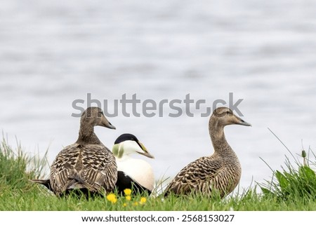 Similar – Image, Stock Photo Eider duck on Iceland bladderwrack