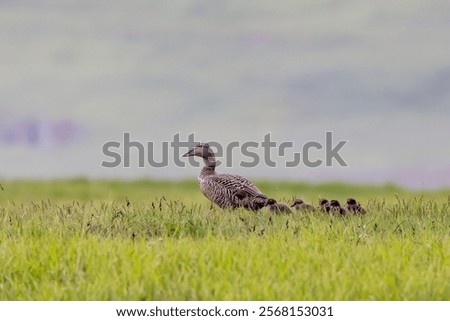 Similar – Image, Stock Photo Eider duck on Iceland bladderwrack