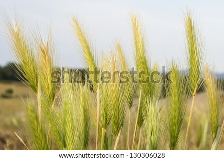 Green wheat spikes closeup at a wheat field