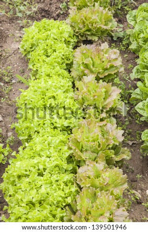 Lettuce field on a vegetable garden. Vertical format /Lettuce field