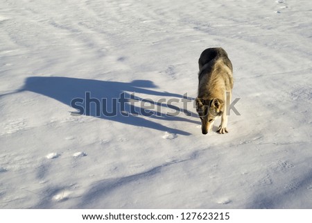Czechoslovakian wolf dog running in the snow